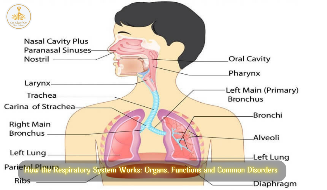 How the Respiratory System Works: Organs, Functions and Common Disorders